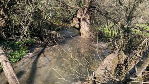 A stream, bubbling over stones, surrounded by a number of trees. Some are growing out of the water.