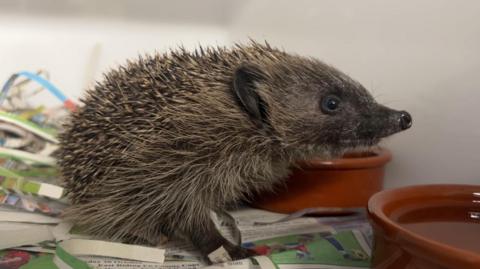 Harry, a three-legged hedgehog scrabbling around in his cage in the middle of the day because he's infected by fluke. 