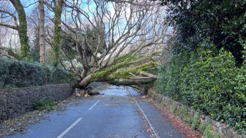 Tree fallen across a road breaking the walls at either side of the road