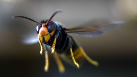 A small flying insect is yellow and black in colour. It has six small thin yellow legs. It is mid-air and its wings are fluttering. 