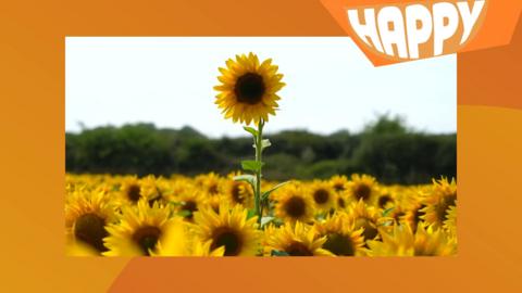 A sunflower