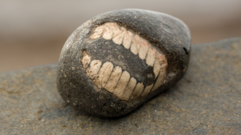 A fossil which looks like a stone that appears to have teeth