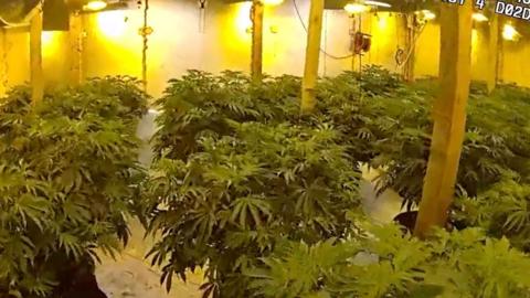 Cannabis growing in a farm.