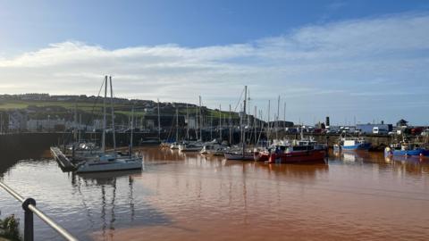 A general view of Whitehaven Harbour where the water is an orange/brown colour. Sailing boats are moored in the harbour. In the distance there is a small hill with houses. The sky is blue with a few clouds.