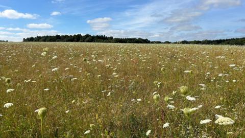 A green field fills the photo with small white flowers visible throughout the grass. On the horizon is a row of dark green trees with a blue sky overhead.