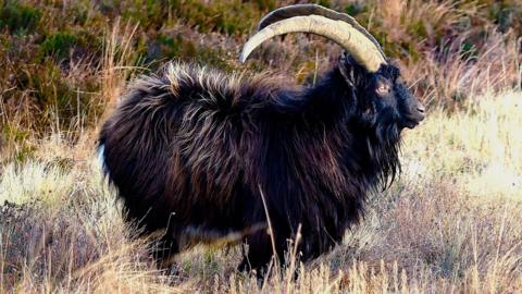 A billy goat standing proud in rough ground. It has black fleece, with some lighter brown/blond streaks. Its horns curve down towards its back. 