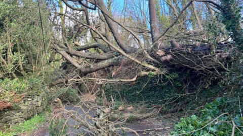 A fallen tree blocking a lane with vegetation either side.