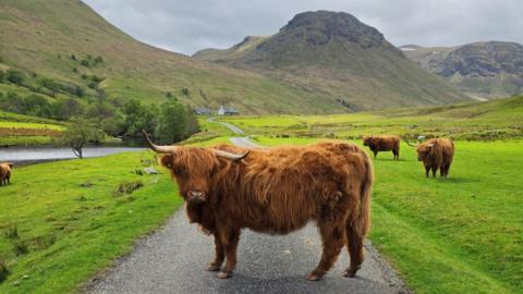 A Highland cow stands in the middle of a country road with hills in the background. Two other Highland cows are on the grass in the background 