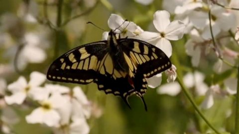 A swallowtail butterfly with pale yellow and black patterned wings rests on a small white flower amid green leaves and stems.