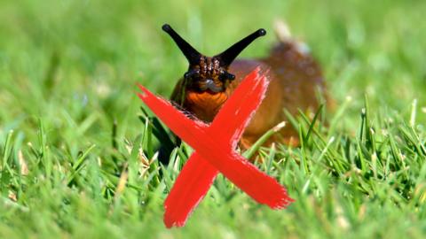 slug in the grass with a red cross over it. 