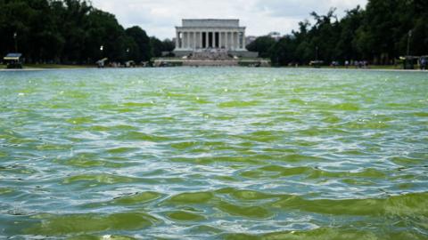 The reflecting pool in Washington DC, coloured green by Algae. You can see the Lincoln memorial at the end of the pool
