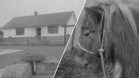 House on a hill / Black and white image of Noddy the horse. A gate is in the background and hay is on the ground. Noddy has a rope halter on. He has a well kept dark colour with a blonde mane.