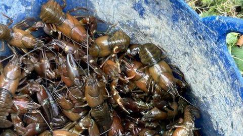 American signal crayfish that were caught in the River Derwent in Belper