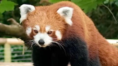 Red panda Esha is pictured looking at the camera. The red panda is a dark brown/orange colour with white ears and nose.