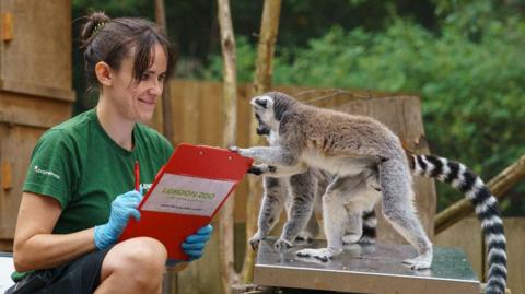 Zookeeper Chelsea weighs Spike the ring-tailed lemur.