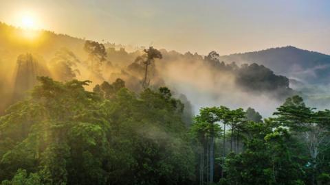 The sun rises over a misty rainforest