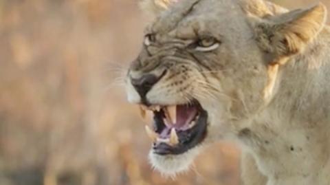 A lion bares its teeth
