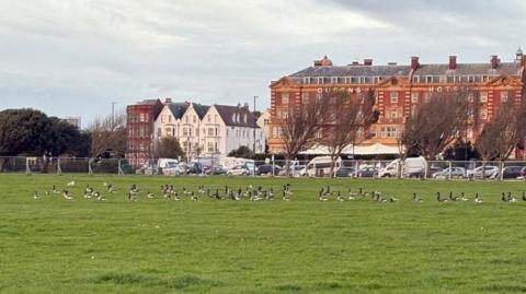 Southsea Common with fencing around a large area and a number of geese within it.