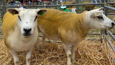 Two Texel sheep in a pen. They have light faces with a yellow fleece and have yellow and green tags in their ears. There is straw on the ground beneath them and metal bars surrounding them.