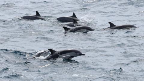A pod of dolphins swimming in choppy grey-blue water.