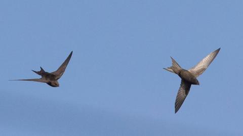 Two grey swifts chasing each other in the sky.