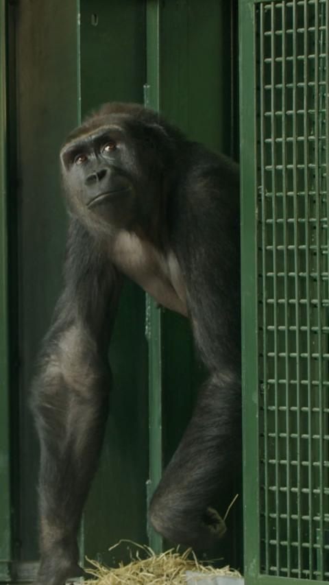 A gorilla looking out past a green fence