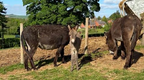 A grey foal stands in a field, on either side is one of its two brown donkey mothers