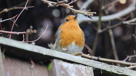 A close up shot of a red-breasted robin on top of a wooden roof. There are twigs and branches around the sides of the image. 