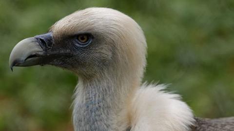 A griffon vulture standing on the ground, seen from the chest and neck up.