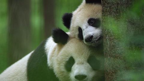 Pandas hugging against a tree in a forrest