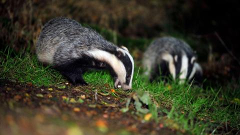 A wild badger family in a woodland