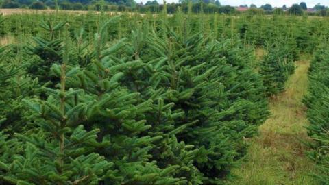 A field full of Christmas trees, with grass between them. A few homes are in the far distance.