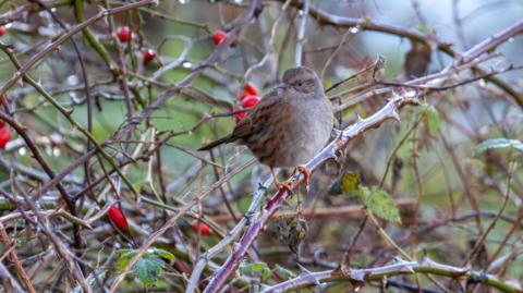 Bird in hedgerow 