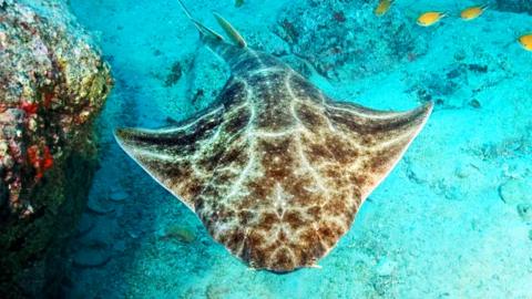 An angel shark swimming in water.