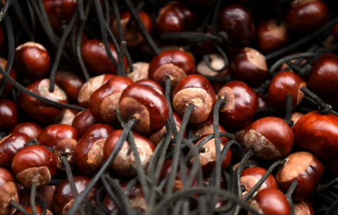 A collection of conkers, attached to strings 