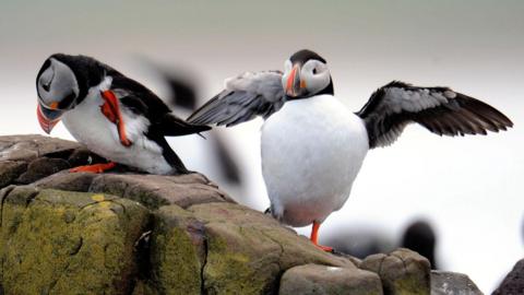 Two puffins stand on a rock on the Farne Islands. The birds have white chests and black wings. One of the bird is scratching itself with an orange foot while the other is stretching out its wings.
