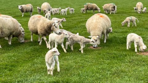 A group of ewes and lambs on a grass 