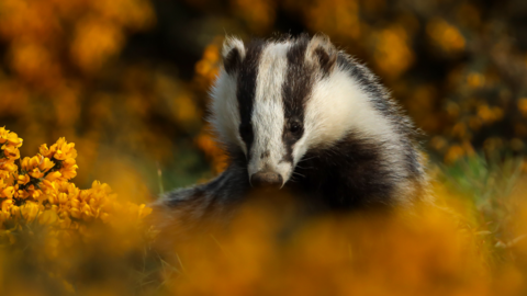 A badger sitting in the grass