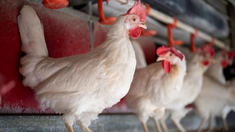 A photo of chickens standing in a row in a farm building. The birds have white feathers and red crests.