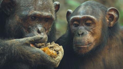 A chimp eating honey while another watches on