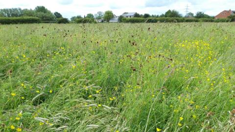 A photograph of a wildflower meadow, packed full of green grass, grass heads, yellow buttercup flowers and dark red flowers. On the horizon is a hedge, trees and the roofs of a couple of houses under a hazy sky.