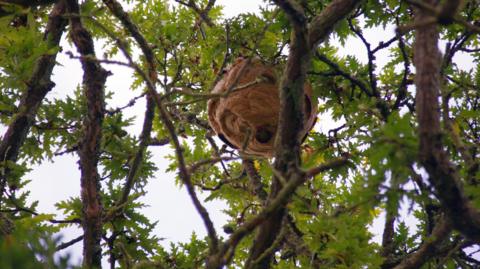 A round, brown Asian hornet nest hangs high up in the trees.