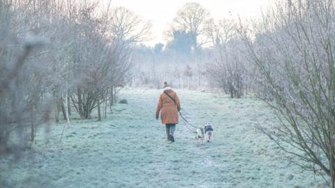 A woman in a brown coat walks two white dogs. They are walking away from the camera in a frosty field. The dogs are wearing little jackets. 