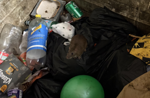a rat  in the middle of rubbish inside a bin