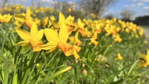 There are a row of daffodils on the edge of a road. They are all bright yellow and are facing the right.