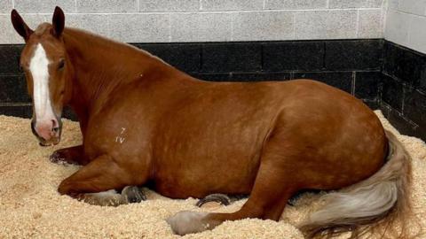 A brown horse with a white stripe down its face is lying in a grey and black breeze block stable. The floor is covered in shavings.