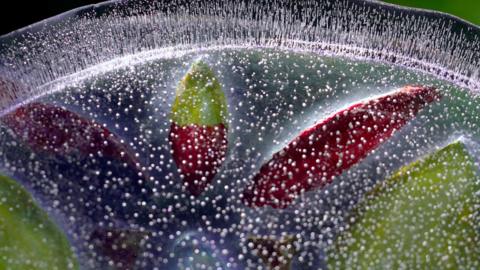 A plant is encased in ice in this stunning photo. The plant is red and green with speckles covering the ice.