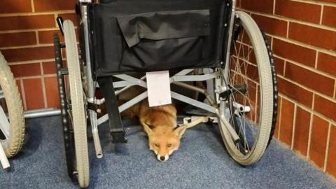 A red fox is lying on its stomach underneath a black-framed wheelchair. The wheelchair is on a blue carpet in front of a red brick wall.
