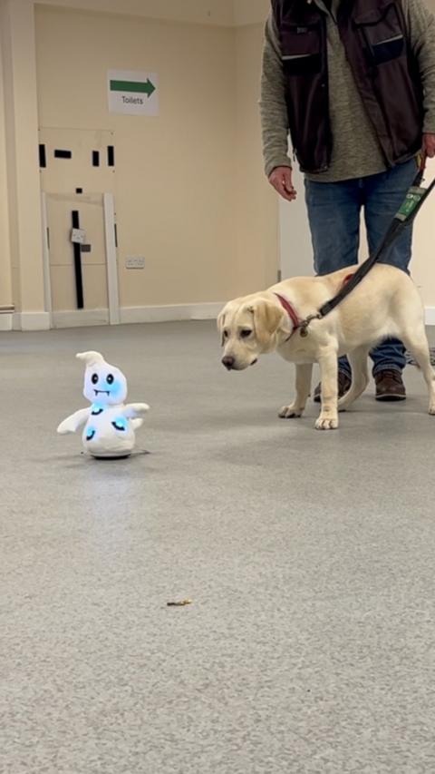 Assistance dog puppy looks at a small ghost toy.