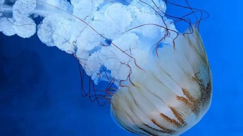 A jellyfish which is white and brown swimming downwards in the ocean.